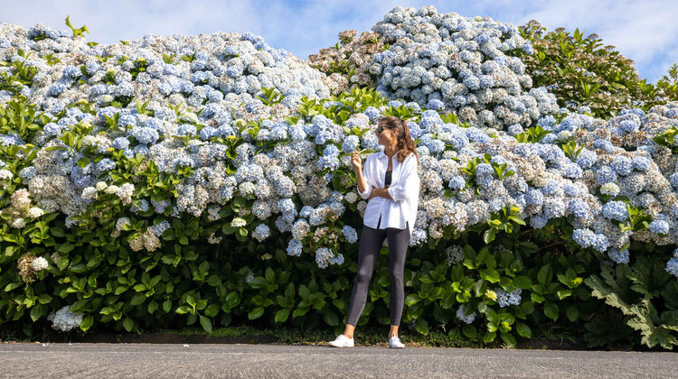 Hydrangeas in the Summer, São Miguel Island