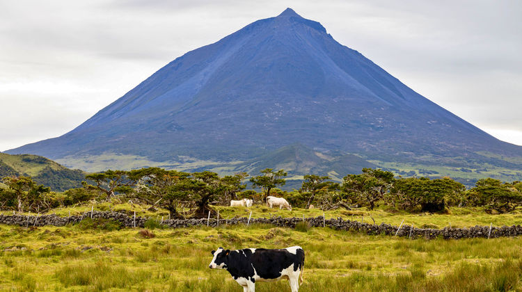 Cow Pasture & Pico Mountain, Pico Island
