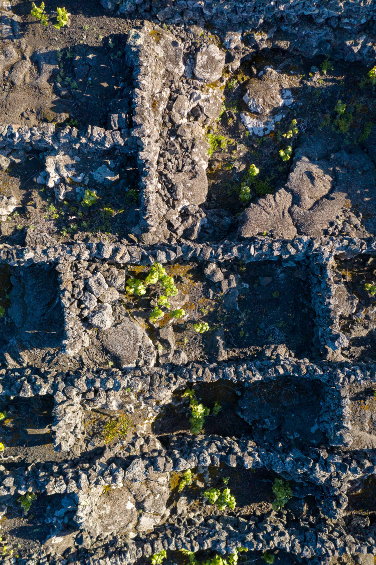 Pico's traditional vineyards, Pico