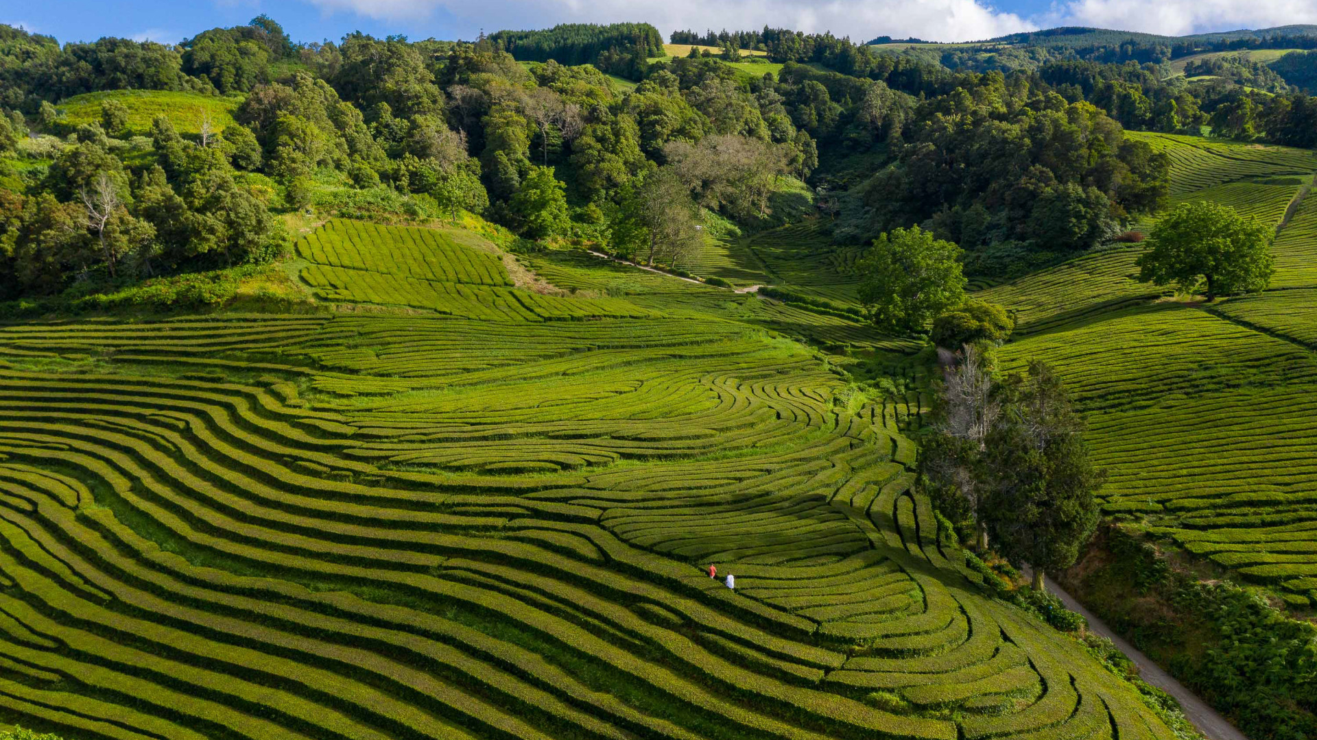 Gorreana Tea Plantations, São Miguel