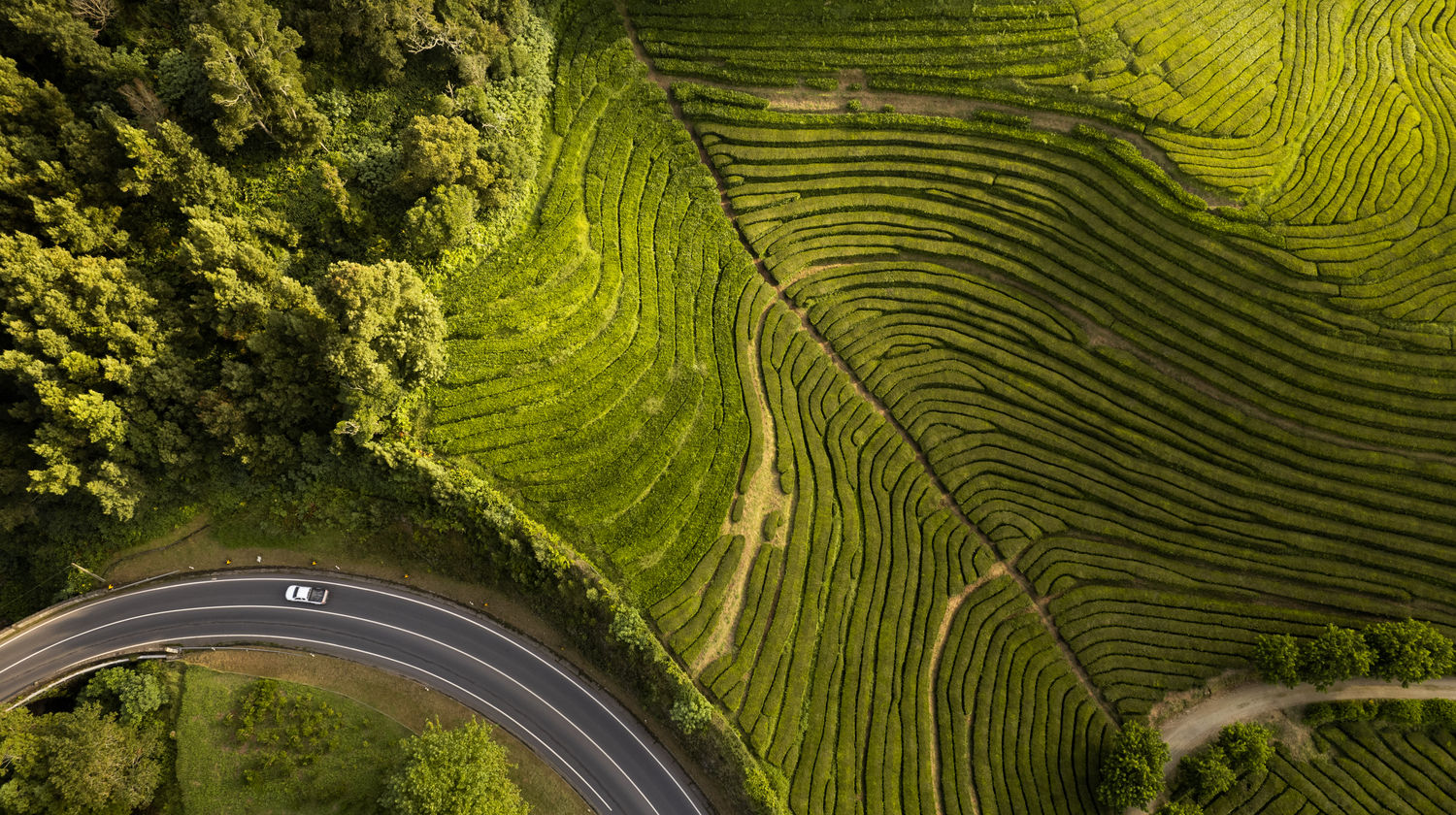 Tea Plantations, São Miguel Island