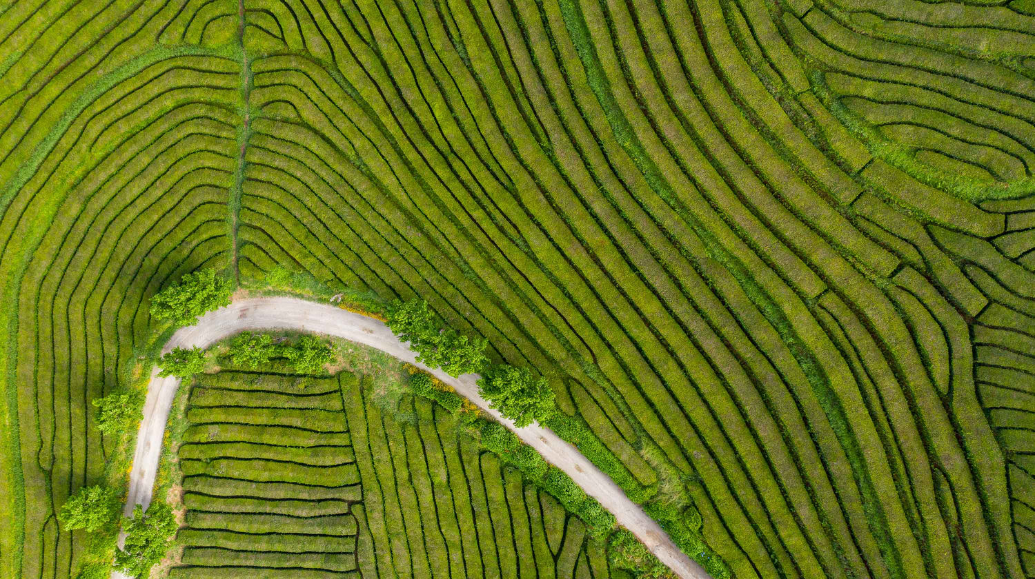 Gorreana Tea Plantations, São Miguel Island