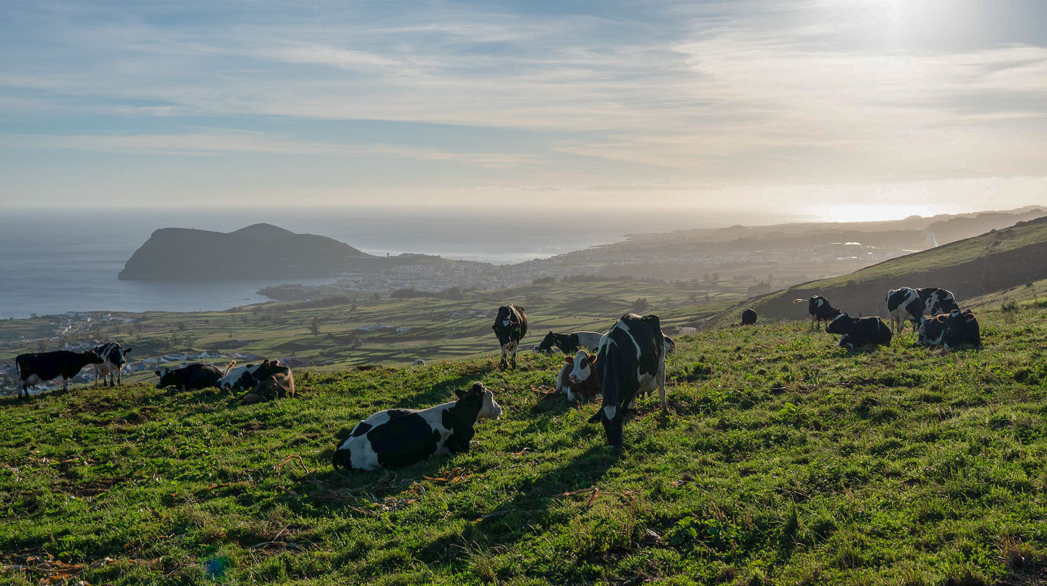 Local Pasture and Cows, Terceira Island