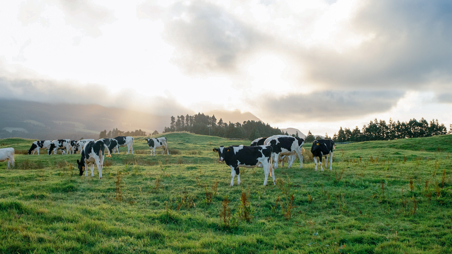 Cow Pasture, Terceira Island