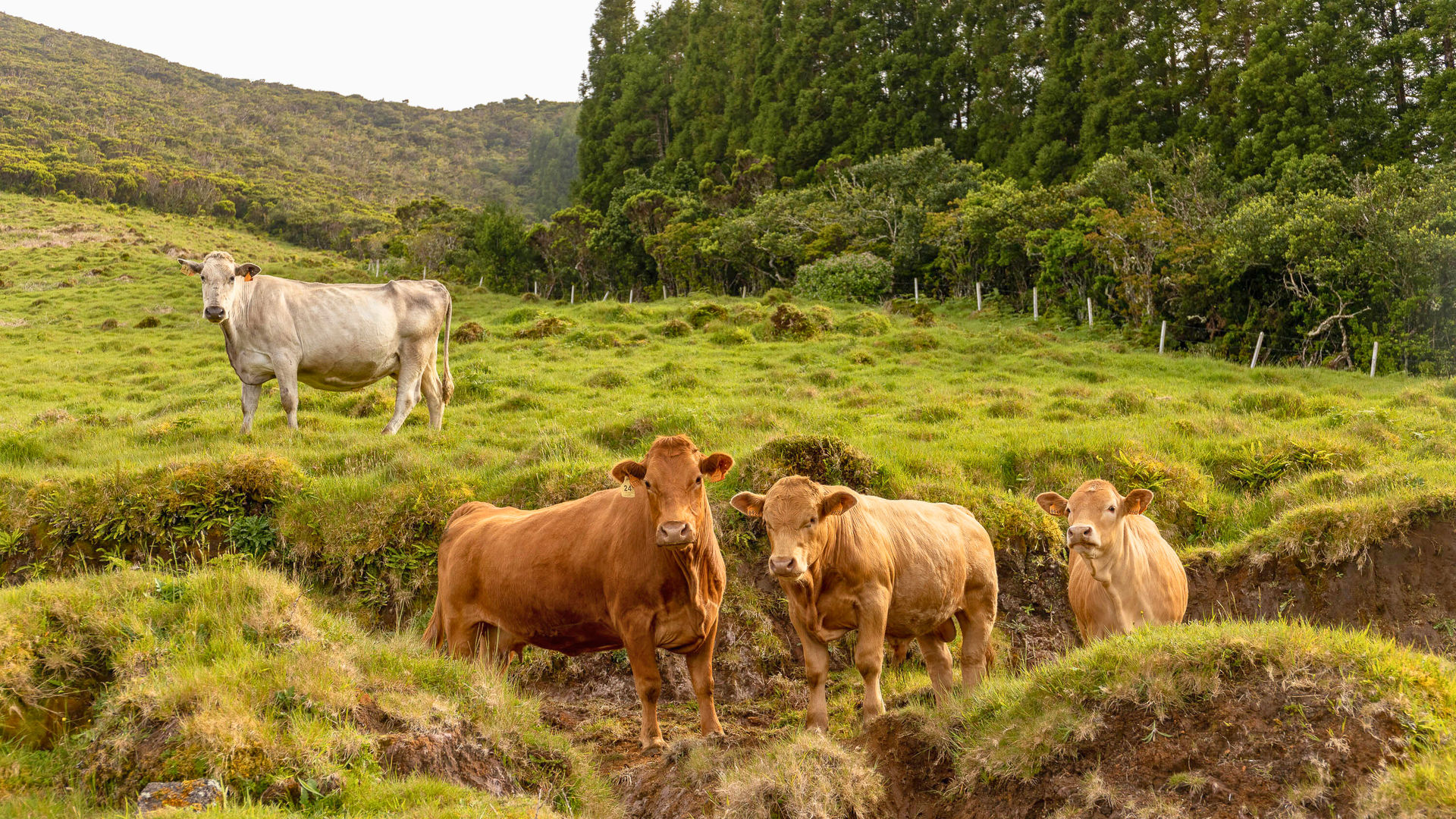 Cow Pasture, Pico Island