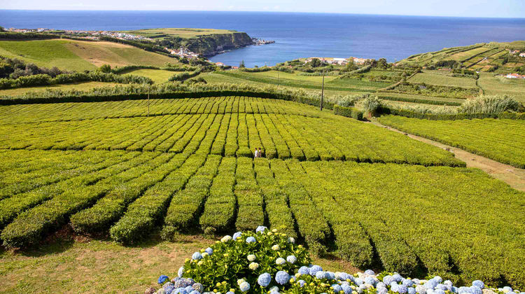 Porto Formoso Tea Plantations, São Miguel Island
