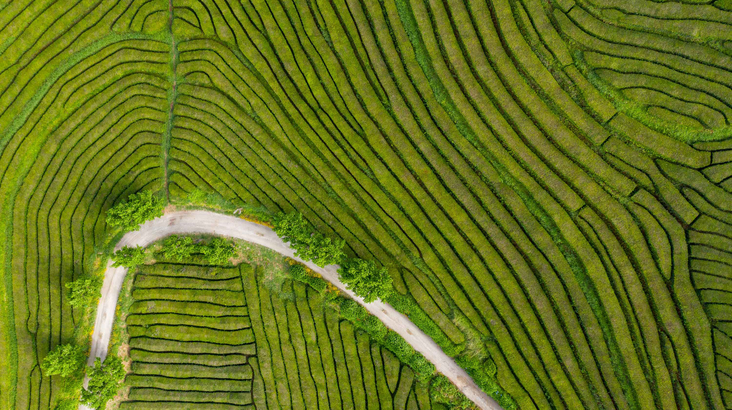 Gorreana Tea Plantations