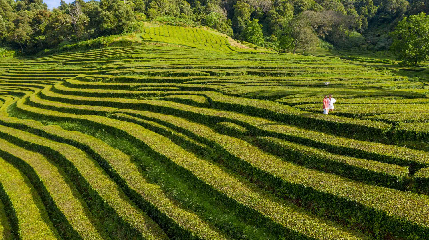 Gorreana Tea Plantations, São Miguel Island