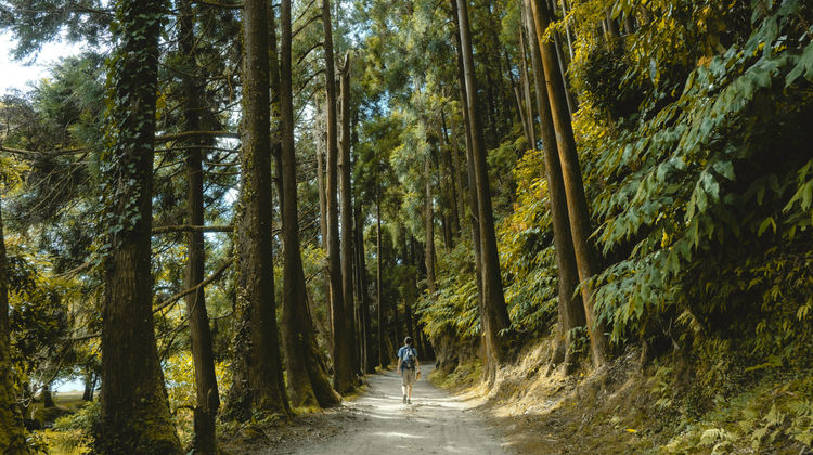 Troço à Volta da Lagoa das Furnas, Ilha de São Miguel