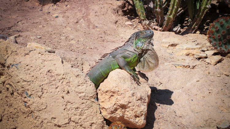 Crocoparc Agadir