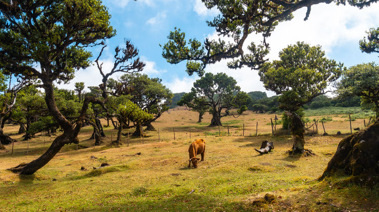 Floresta do Fanal