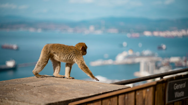 Macacos de Gibraltar, Reino Unido