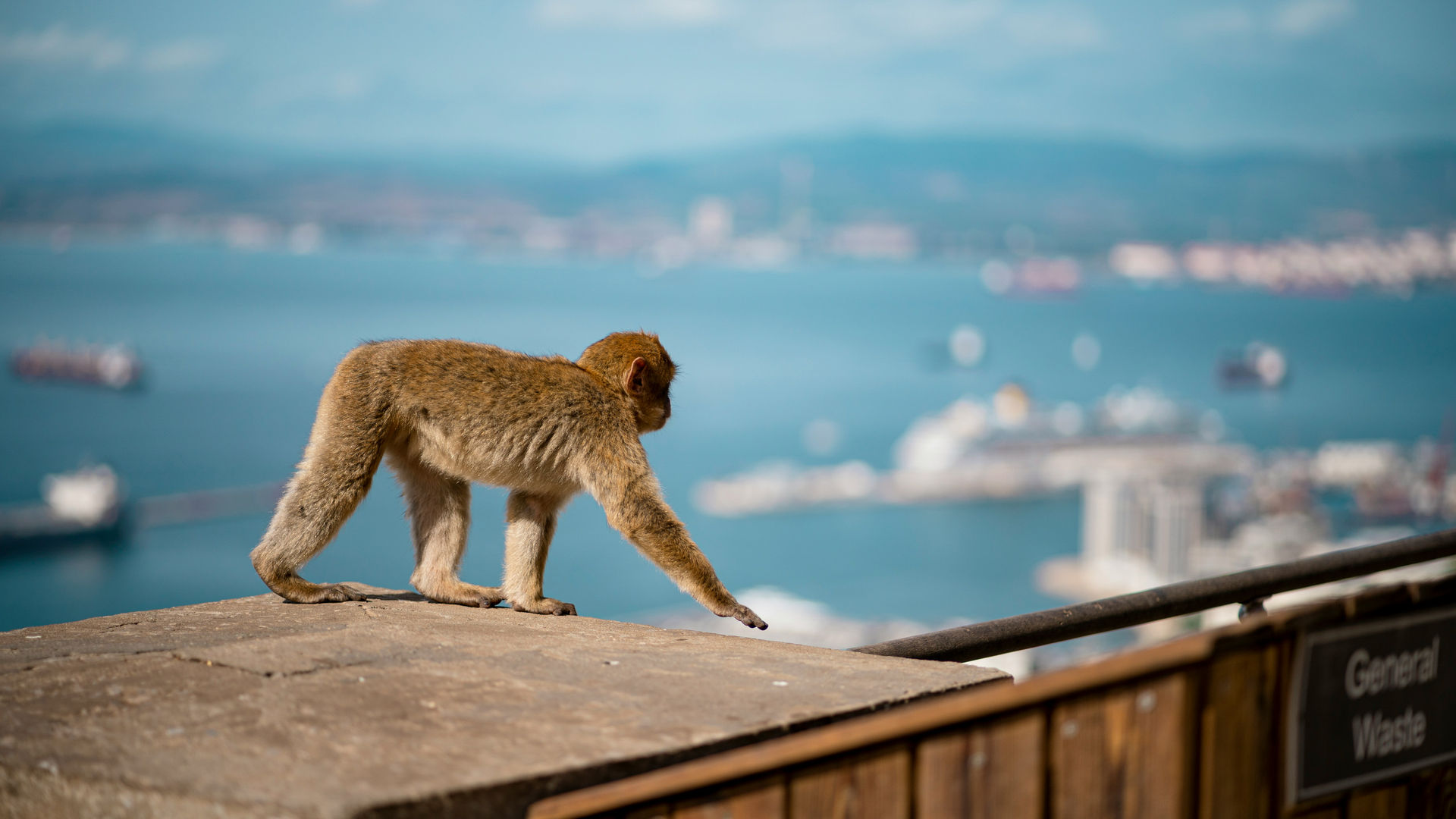 Macacos de Gibraltar, Reino Unido