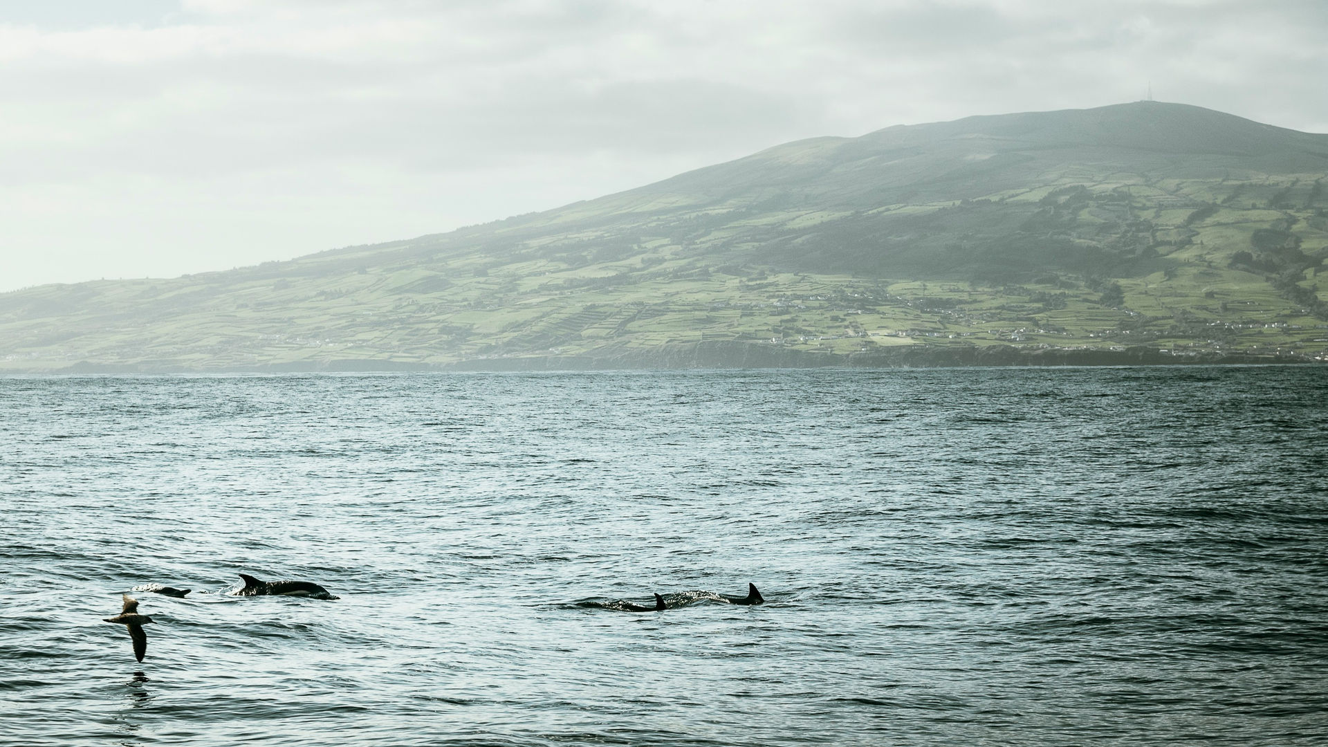 Observação de Baleias e Golfinhos
