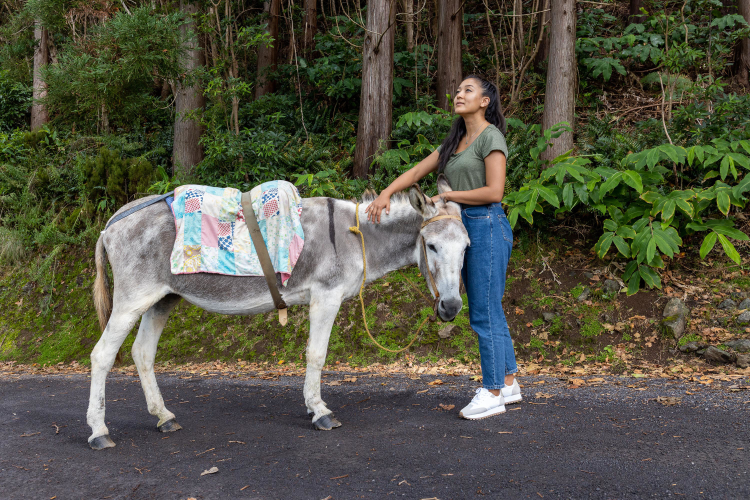 Burro Anão da Graciosa