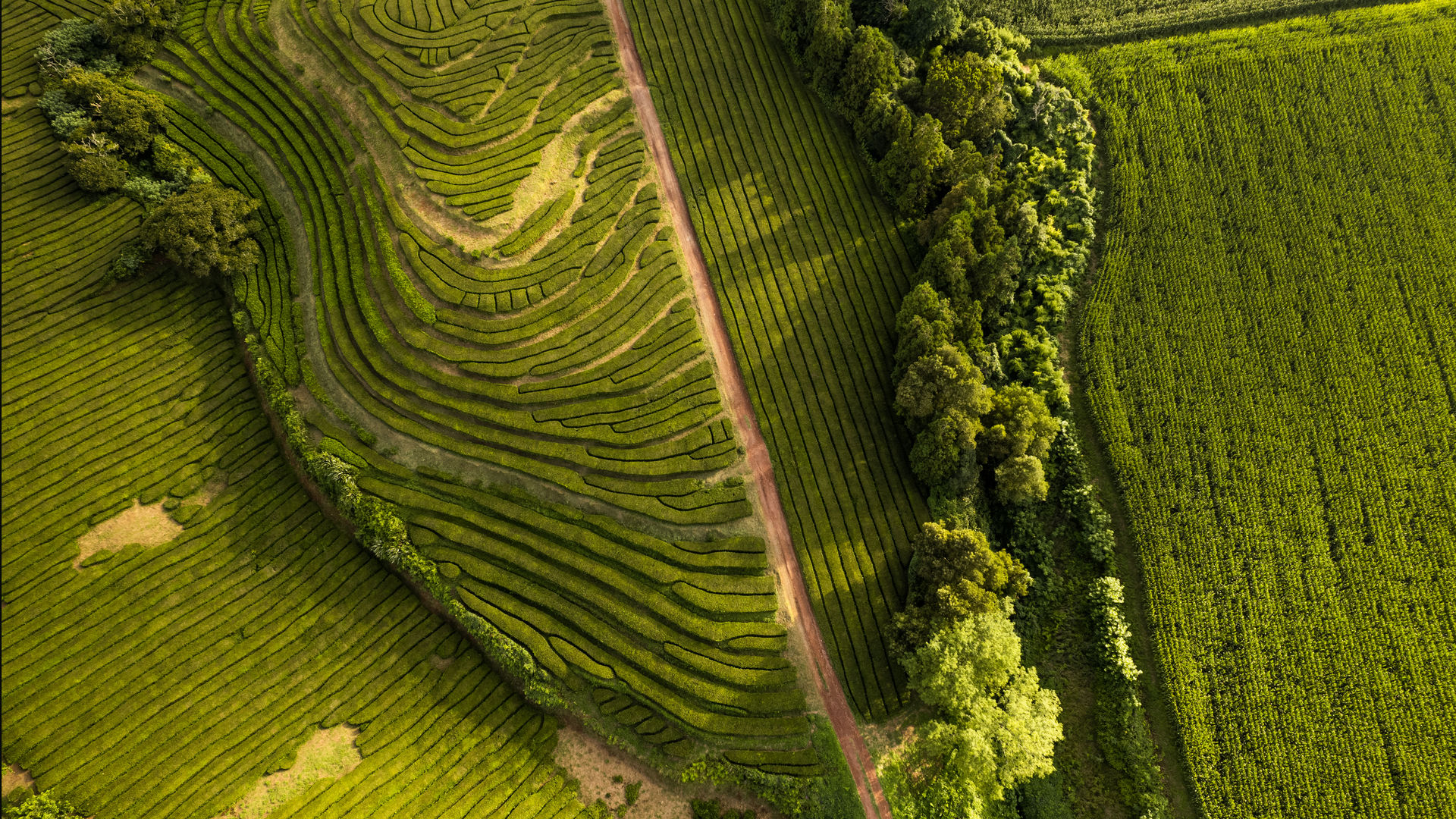 Plantação de Chá da Gorreana