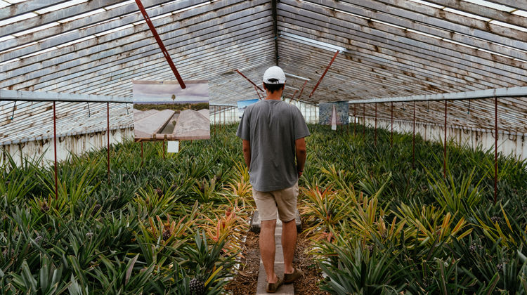 Plantações de Ananás