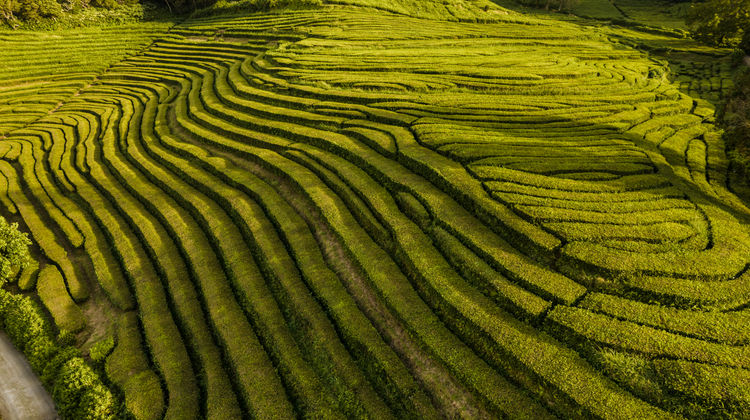 Plantação de Chá da Gorreana