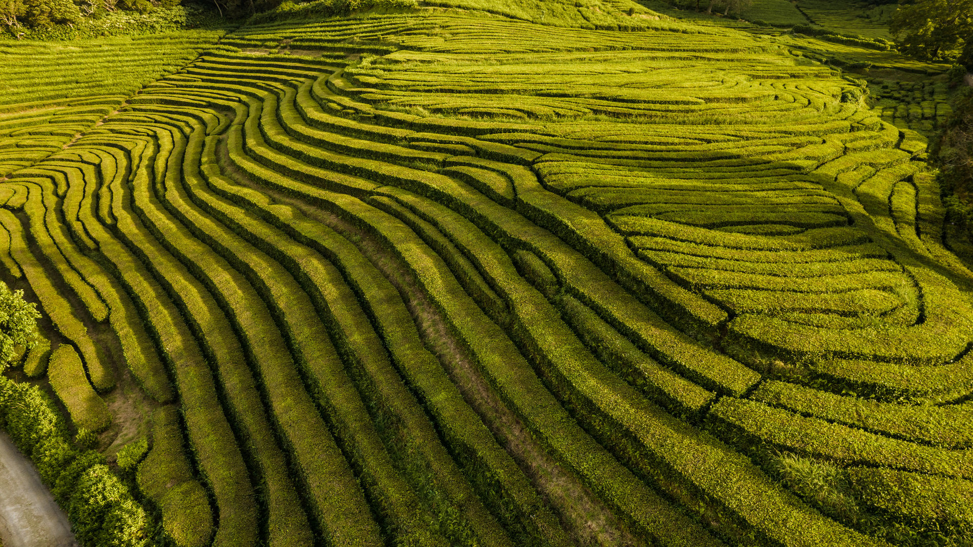 Plantação de Chá da Gorreana