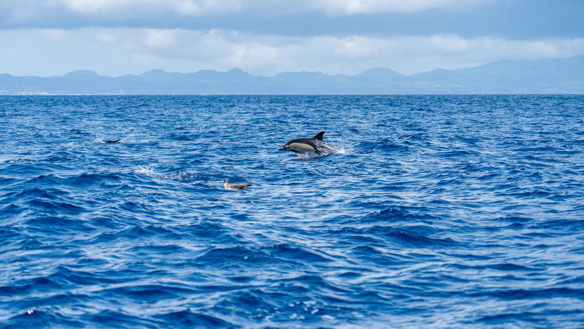Observação de Baleias e Golfinhos