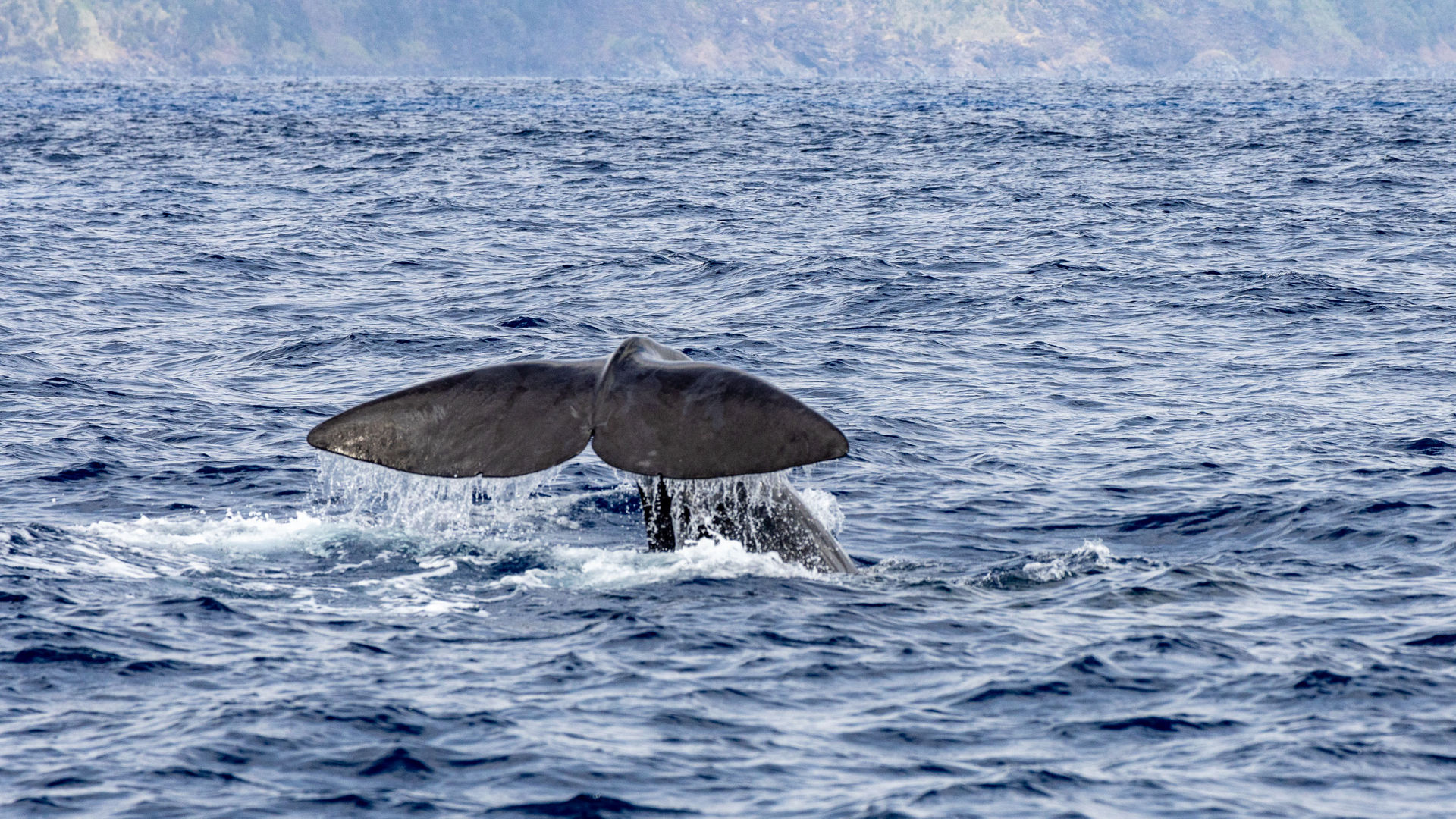 Observação de Cetáceos, Ilha do Faial