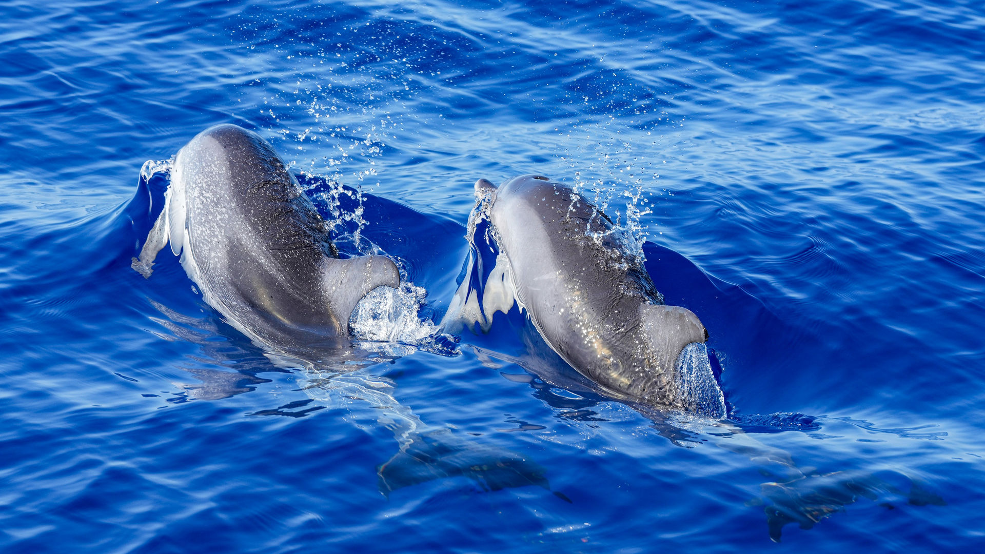 Observação de Cetáceos, Ilha do Faial