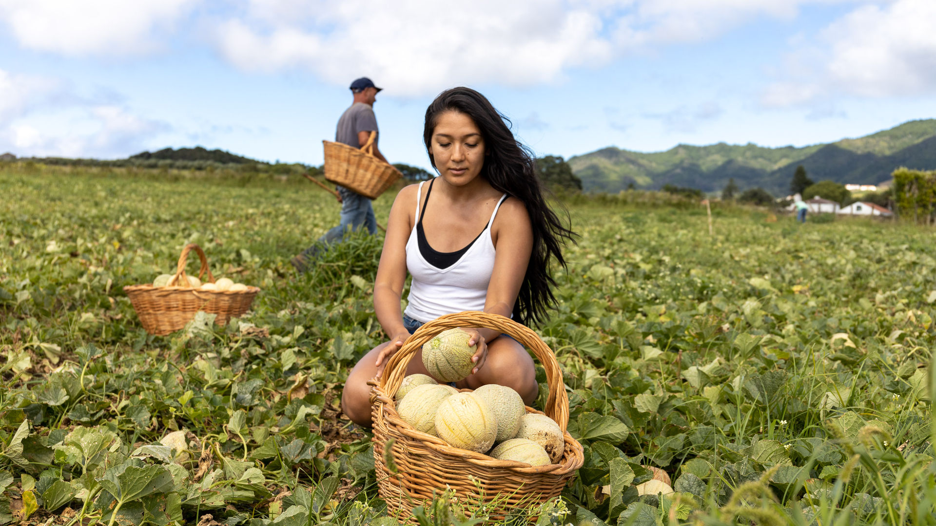 Plantação de Meloa de Santa Maria