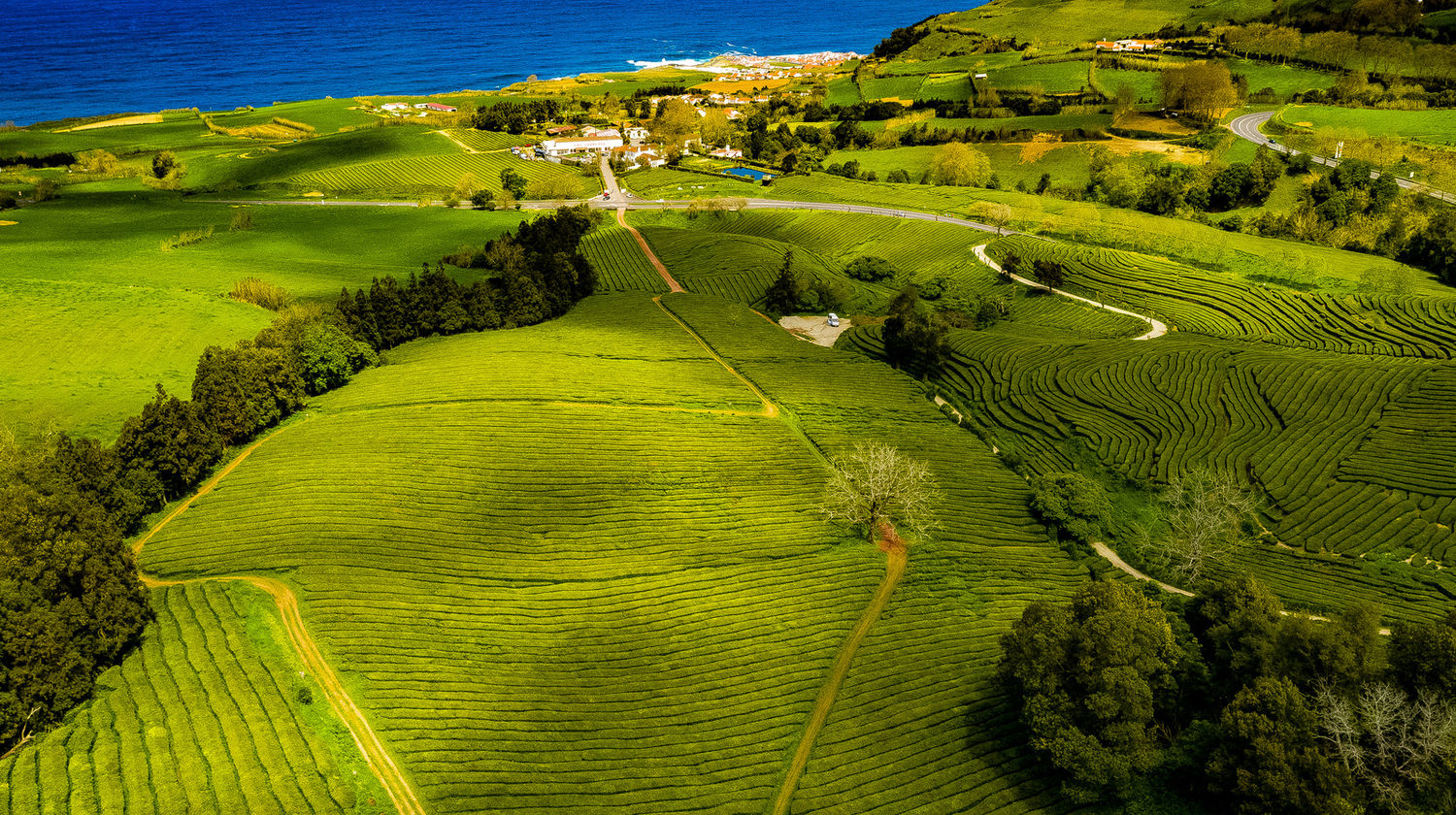 Fábrica e Plantação de Chá da Gorreana