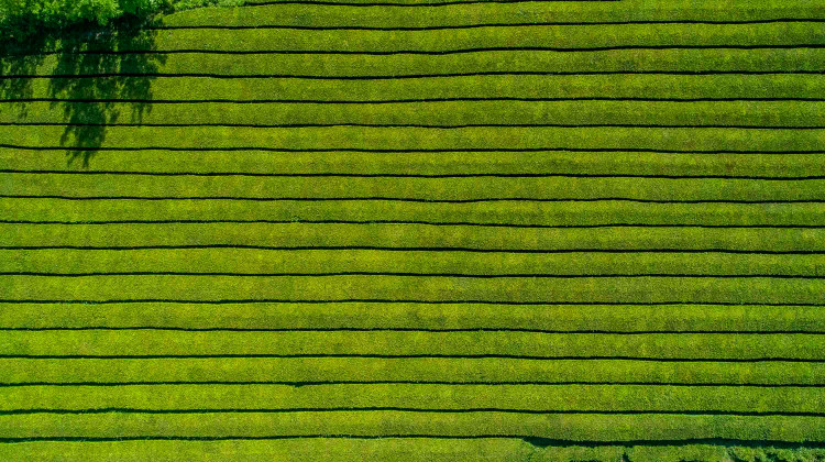 Plantação de Chá da Gorreana