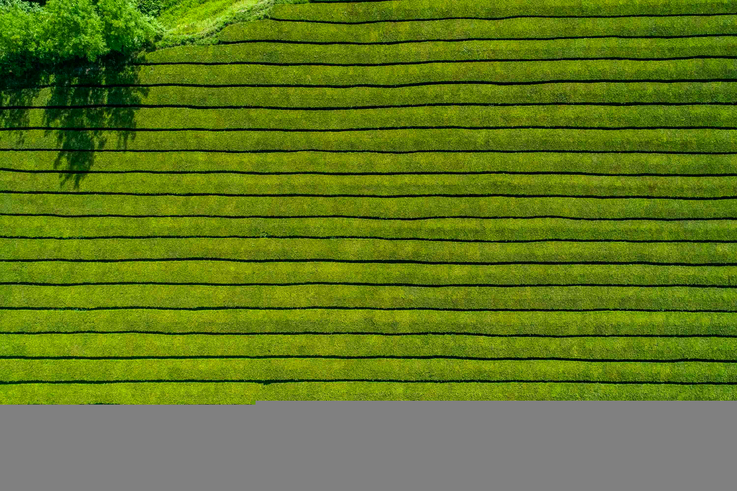 Plantações de Chá da Gorreana, São Miguel