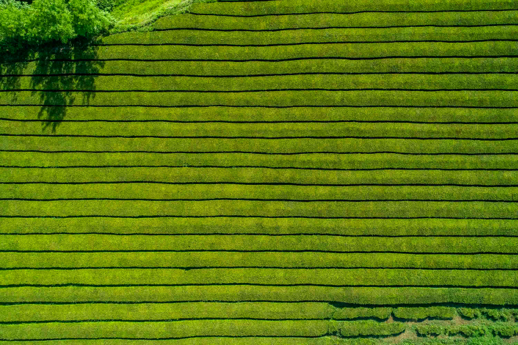 Plantações de Chá da Gorreana, São Miguel