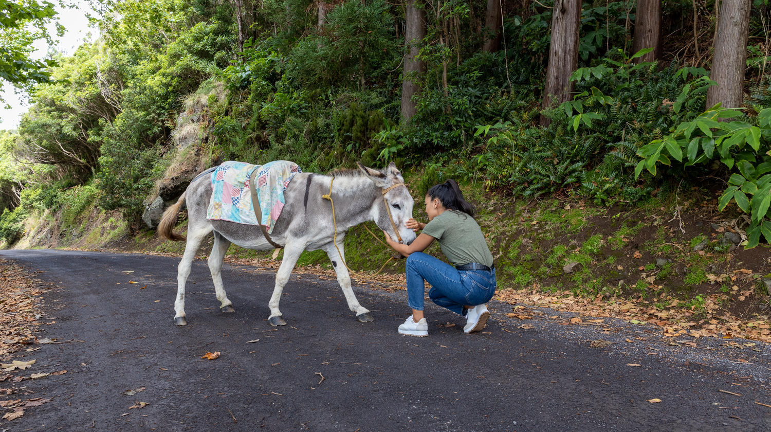 Burro Anão, Graciosa