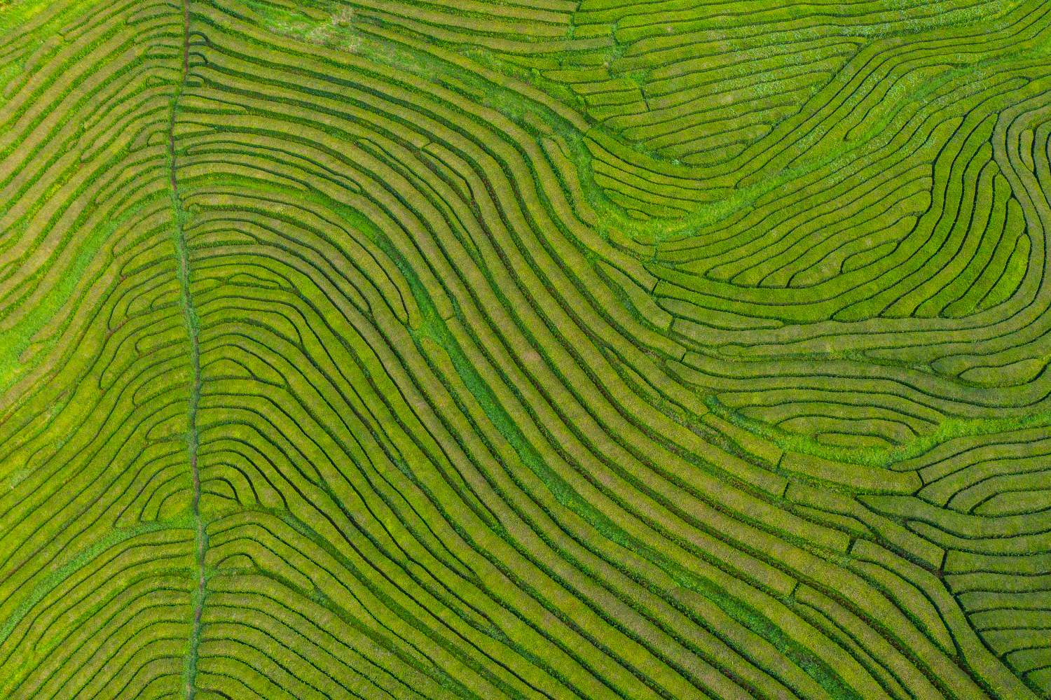 Plantação de Chá da Gorreana, São Miguel