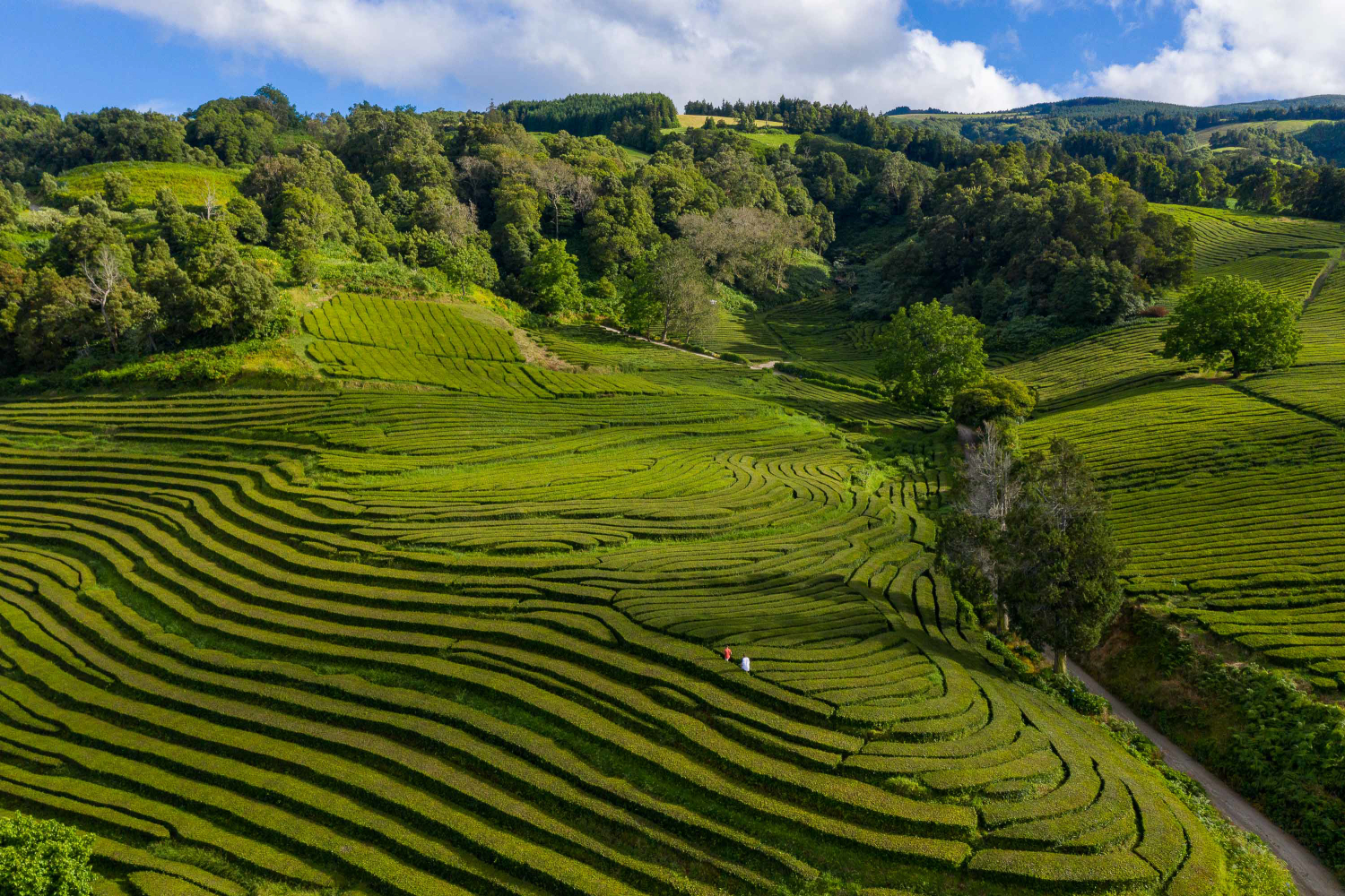 Gorreana Tea Plantations São Miguel