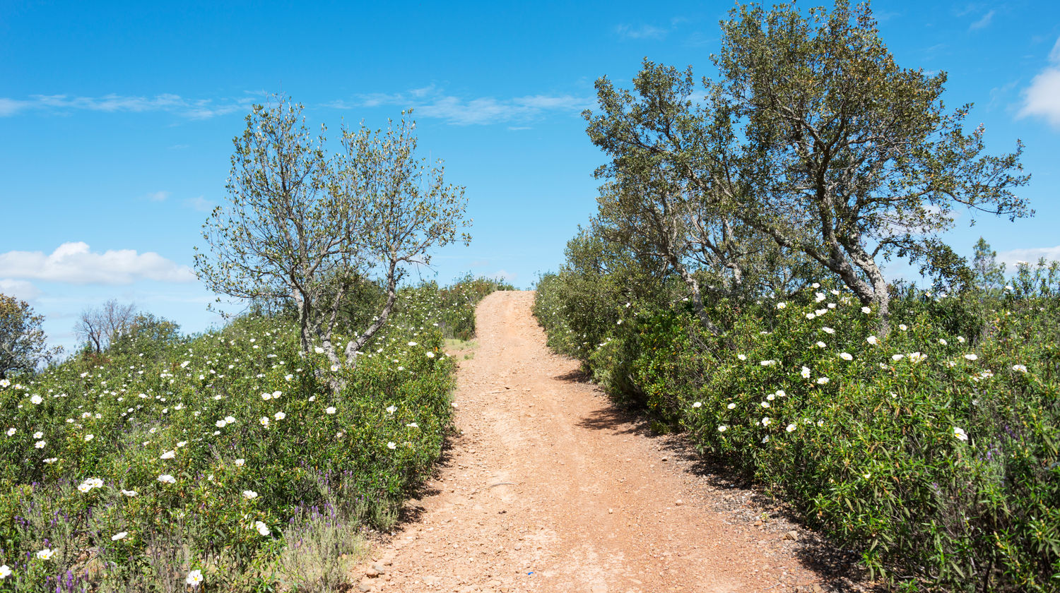 The Algarve