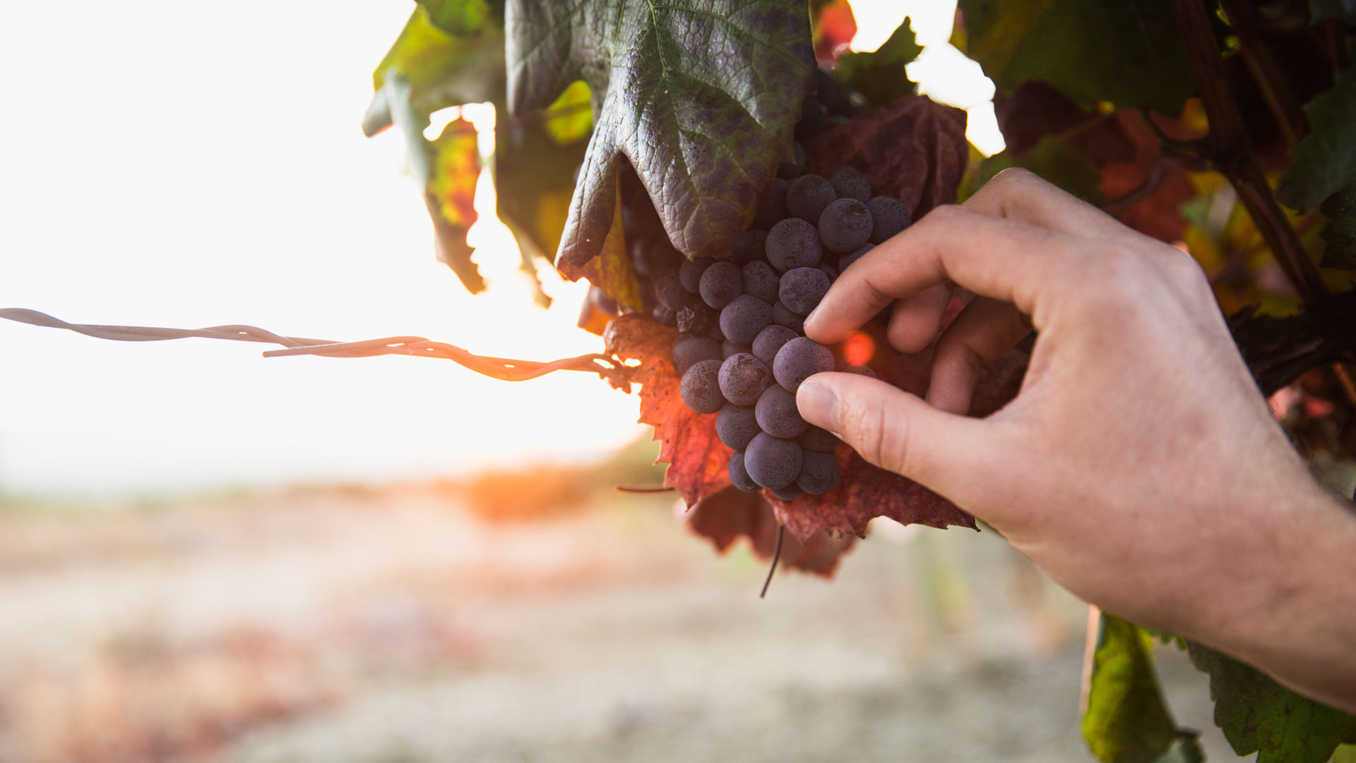 Portuguese Vineyards