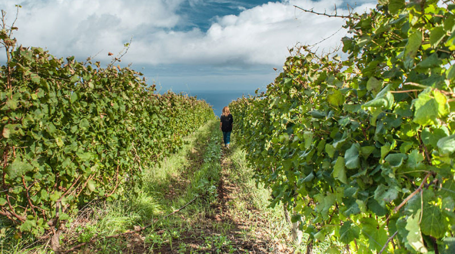 <b>Thursday: Full Day Wine Tour (Included)</b>