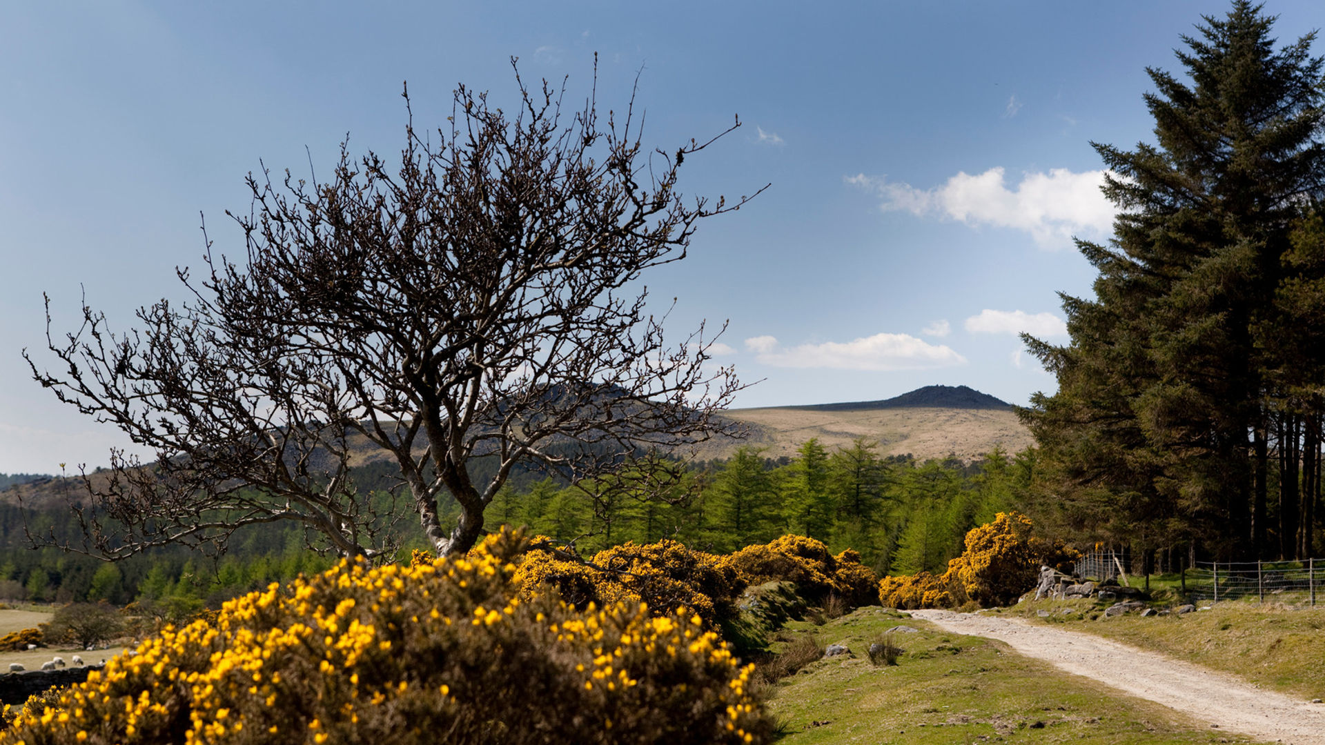 Dartmoor National Park (optional)