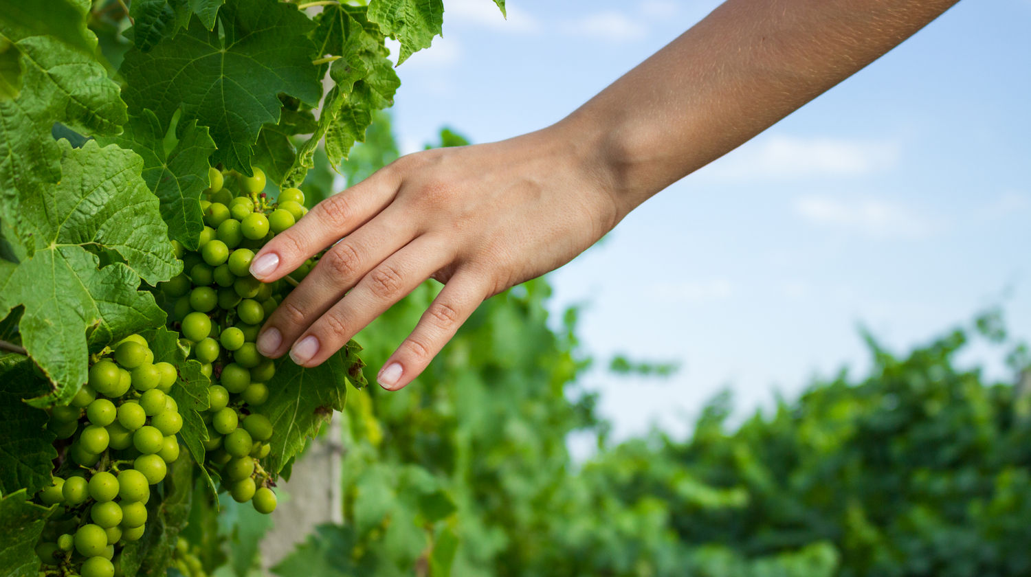 Vineyards