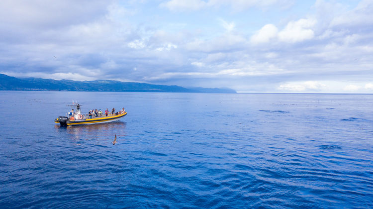 Whale & Dolphin Watching Excursion, São Miguel Island