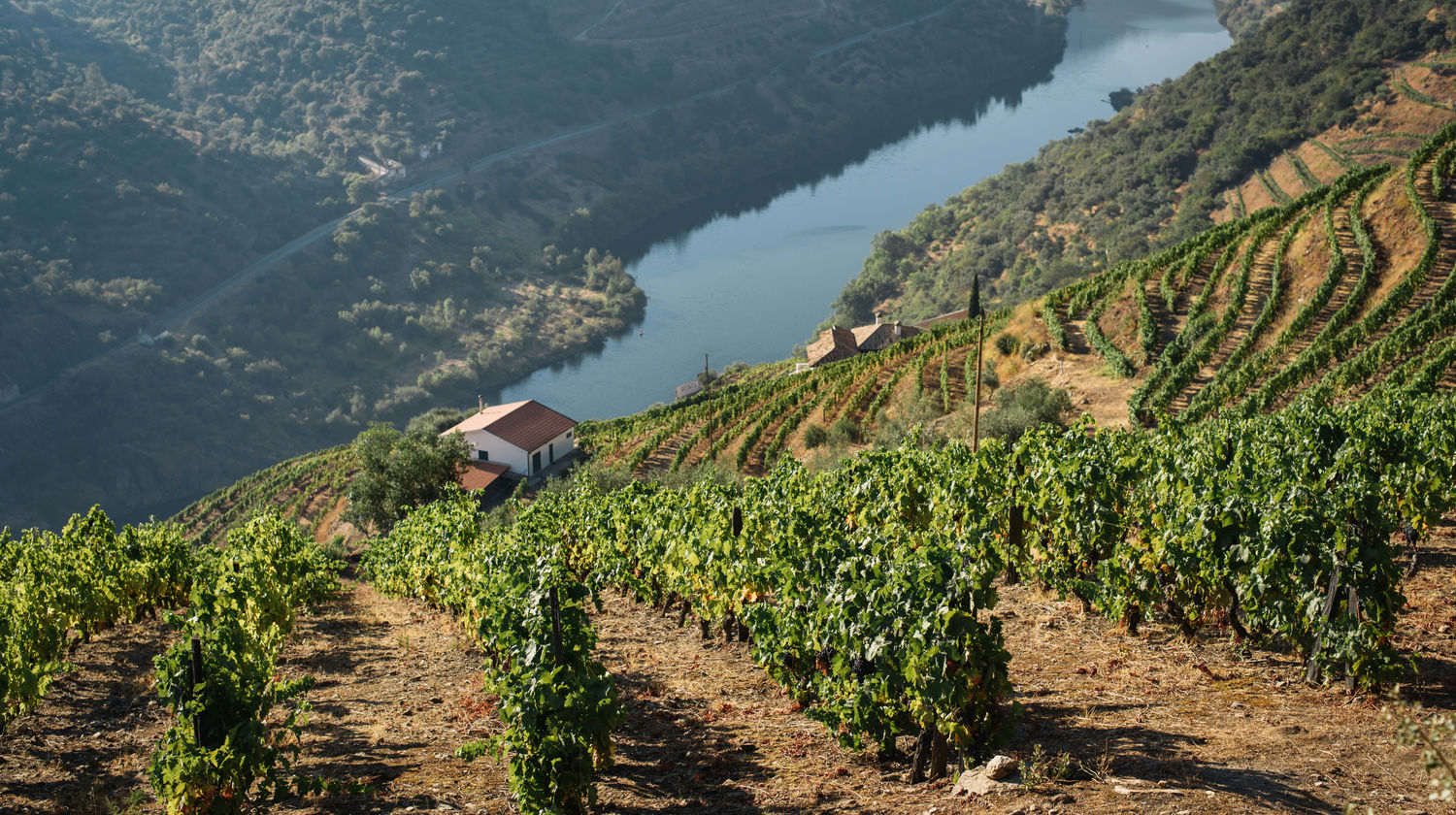 Douro Vineyards