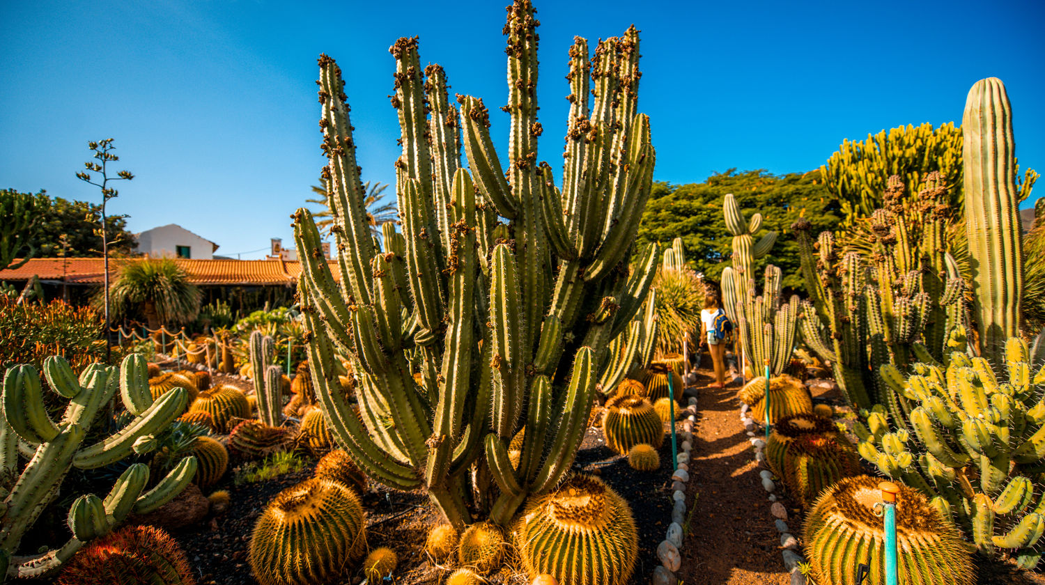 Cactus Garden at Gran Canaria