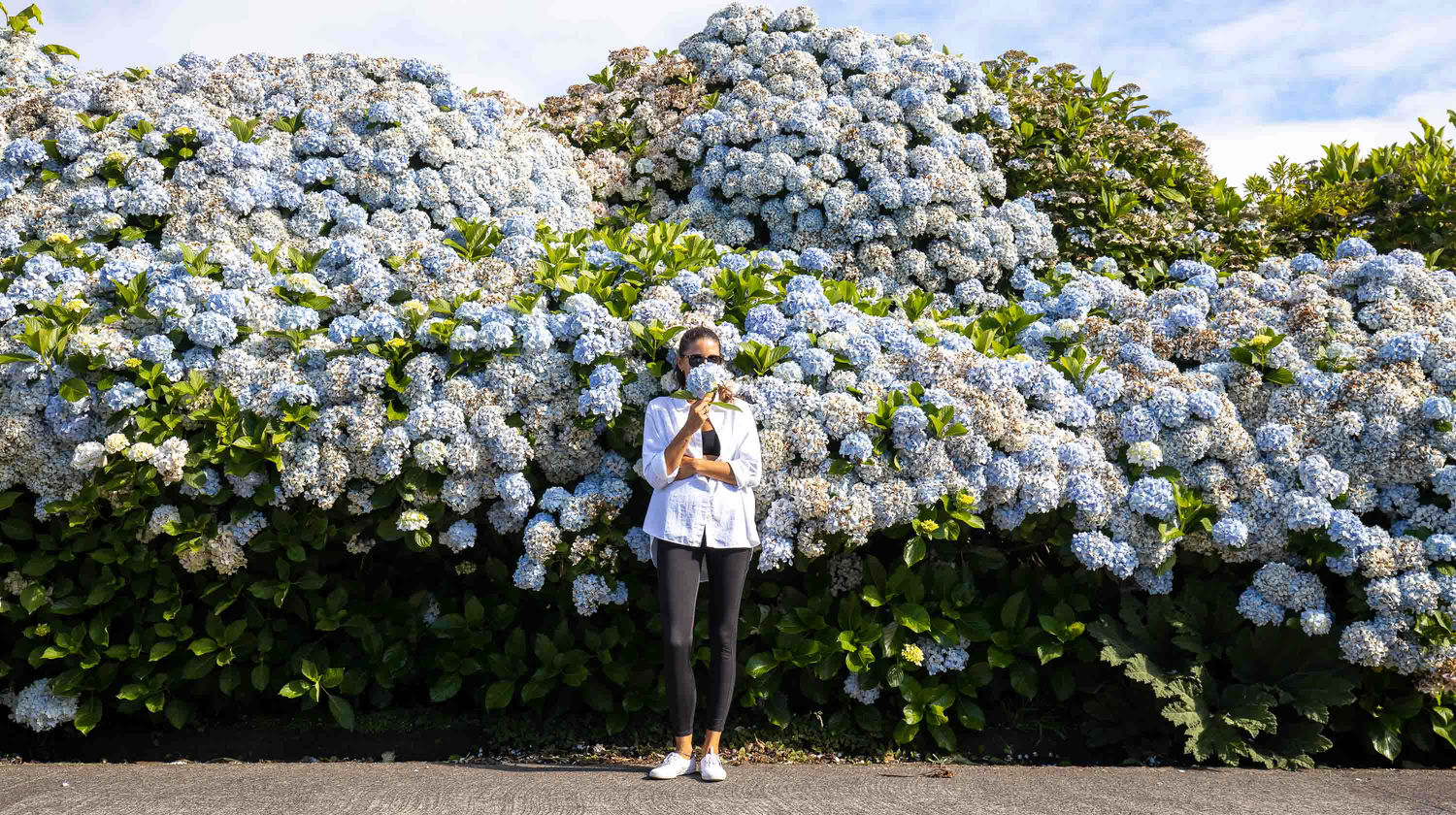 Person standing beside large blue hydrangea bushes in Sete Cidades, São Miguel Island, Azores, with vibrant flowers lining the roadside