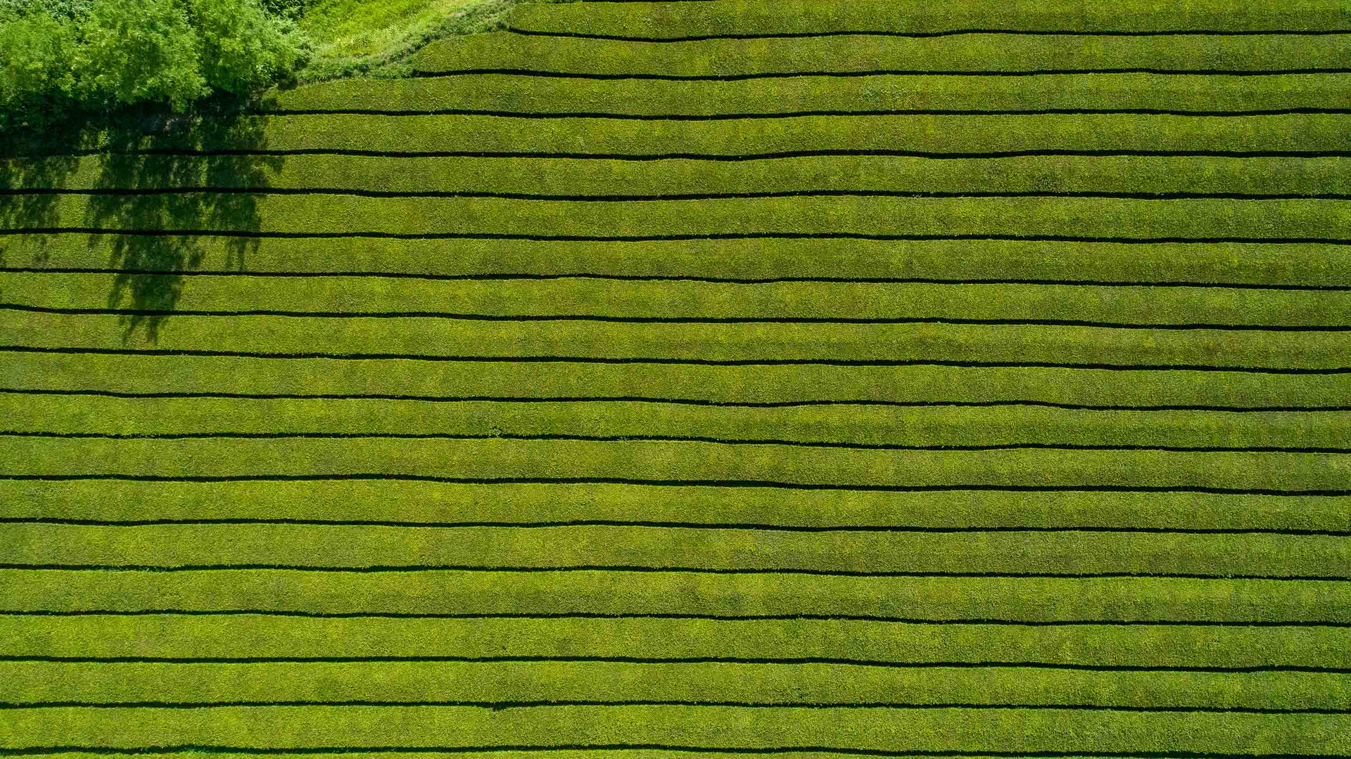 Gorreana Tea Plantations, São Miguel