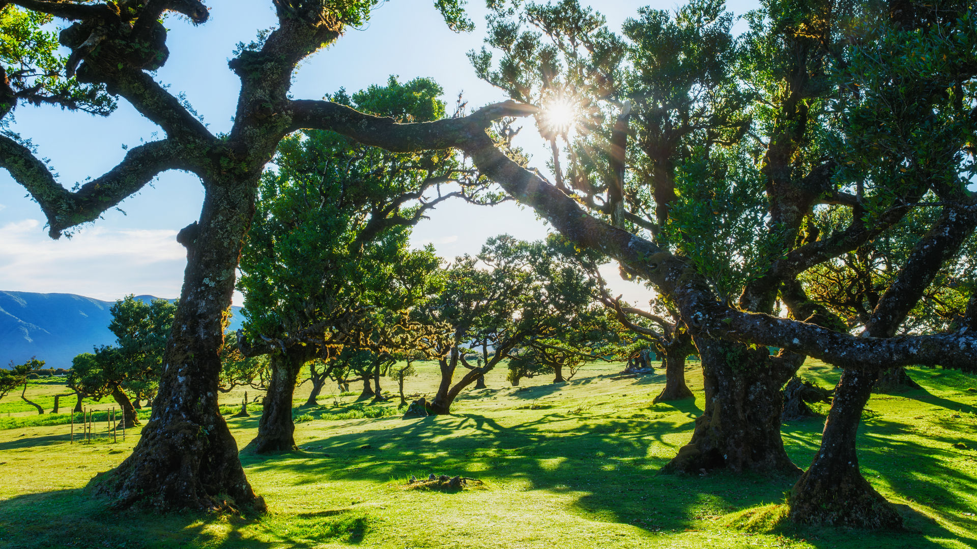 Fanal Forest Trees, Madeira Island