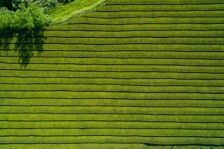 Plantação de Chá da Gorreana, São Miguel, Açores