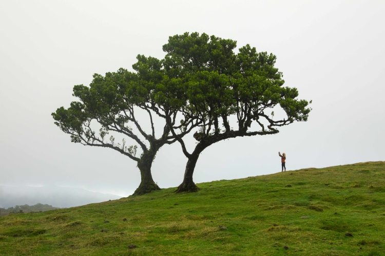 Fanal, Madeira