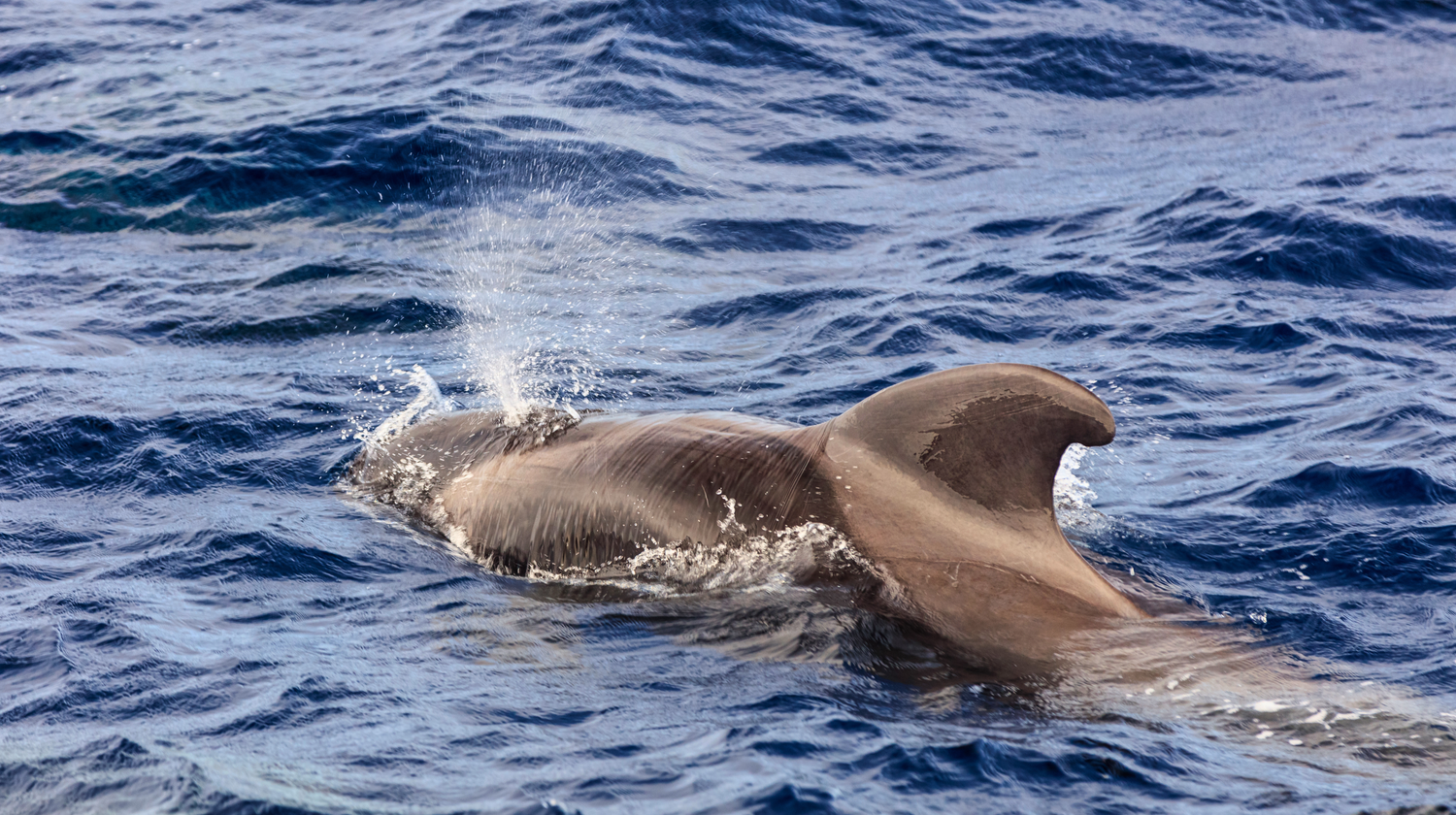 Thursday: Free Day in Madeira