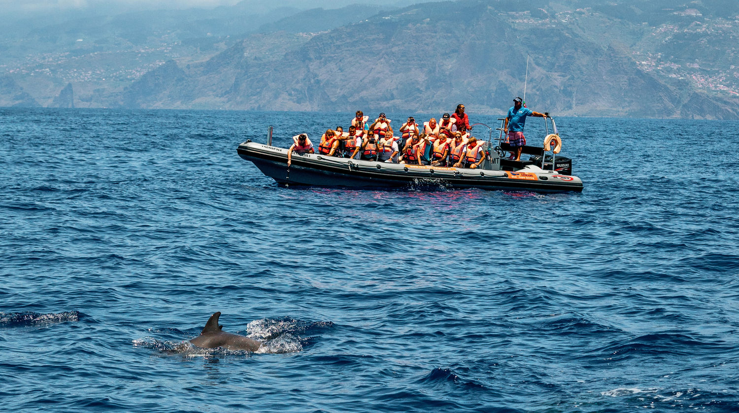 <b>Half-Day Dolphin & Whale Watching (Included)</b>
