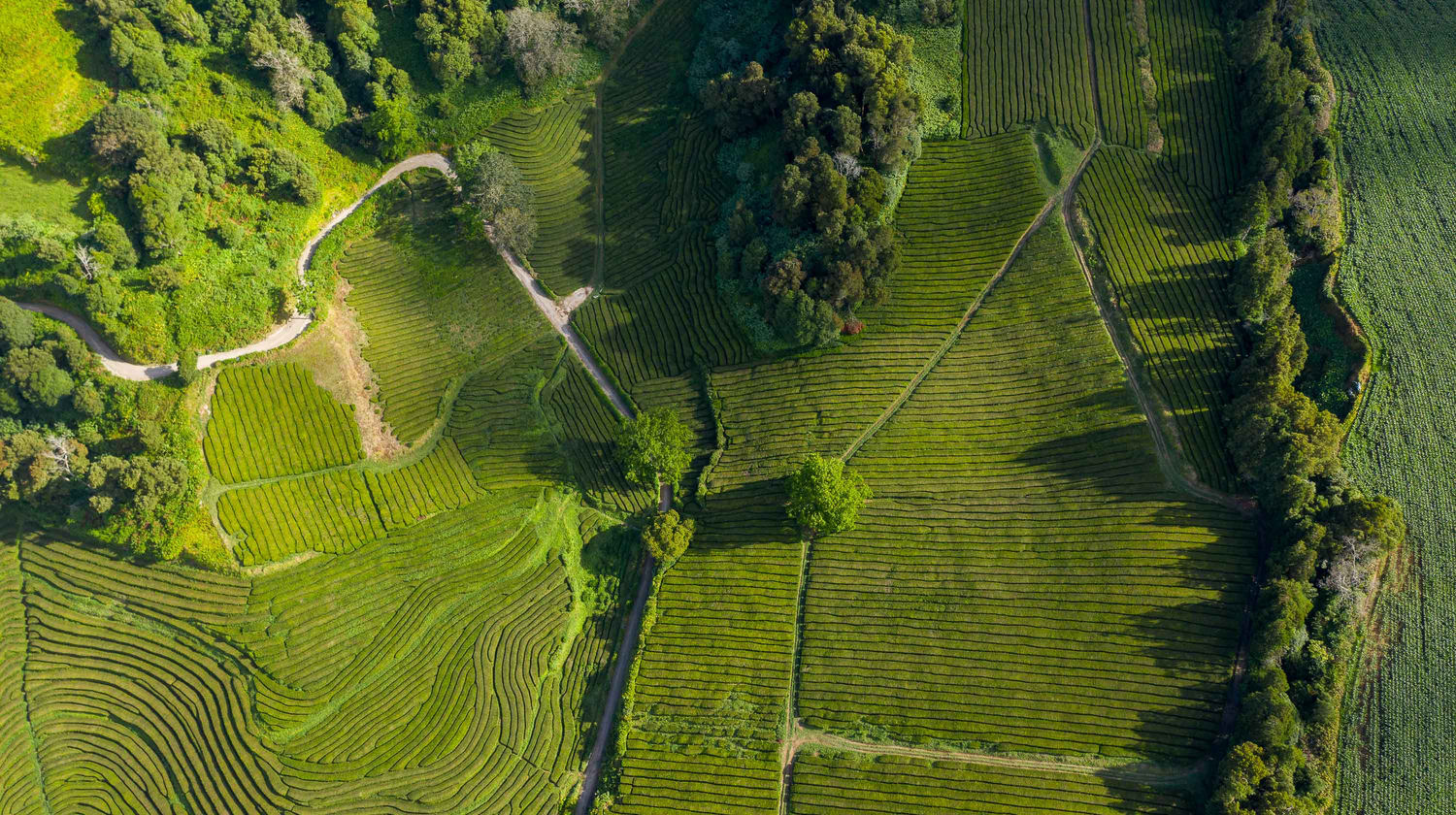 Tea Plantations, São Miguel Island